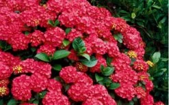 Cardinal Red Hydrangea - 3 Gallon Pot -Good Housekeeping Shop Hydrangea Cardinal Shrub In Bloom 2