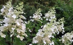 Kyushu Hydrangea - 3 Gallon Pot -Good Housekeeping Shop Hydrangea Chantilly Lace 1