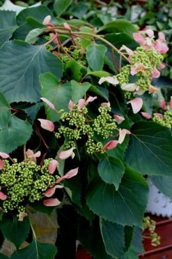 Rose Sensation Pink Climbing Hydrangea Vine - 3 Gallon Pot -Good Housekeeping Shop Hydrangea Climbing Rose Sensation 2