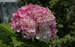 Dear Dolores Hydrangea - 1 Gallon Pot 12 Dear Dolores Hydrangea - 1 Gallon Pot -Good Housekeeping Shop Hydrangea Dear Dolores Pink 2