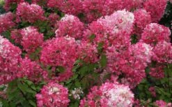 Diamond Rouge Hydrangea - 3 Gallon Pot -Good Housekeeping Shop Hydrangea Diamond Rouge 7
