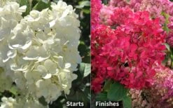 Diamond Rouge Hydrangea - 3 Gallon Pot -Good Housekeeping Shop Hydrangea Diamond Rouge 8