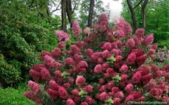 Diamond Rouge Hydrangea - 3 Gallon Pot -Good Housekeeping Shop Hydrangea Diamond Rouge5