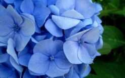 Endless Summer Hydrangea Original - 7 Gallon Pot -Good Housekeeping Shop Hydrangea Endless Summer Closeup 2 1