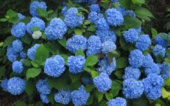 Endless Summer Hydrangea Original - 7 Gallon Pot -Good Housekeeping Shop Hydrangea Endless Summer Closeup 3 1