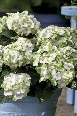 Everlasting Noblesse Hydrangea - 3 Gallon Pot -Good Housekeeping Shop Hydrangea Everlasting Noblesse 1