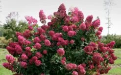 Fire Light Hydrangea - Single Trunk Topiary Tree - 5 Gallon Pot -Good Housekeeping Shop Hydrangea Fire Light 1 1
