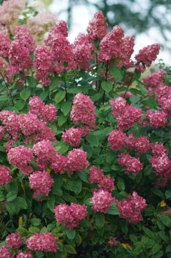 Fire Light Hydrangea - 3 Gallon Pot -Good Housekeeping Shop Hydrangea Fire Light 2