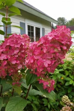 Fire Light Hydrangea - Single Trunk Topiary Tree - 5 Gallon Pot -Good Housekeeping Shop Hydrangea Fire Light 3 1