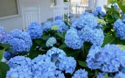Nikko Blue Hydrangea - 3 Gallon Pot -Good Housekeeping Shop Hydrangea Glory Blue Shrub 2