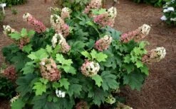 Jetstream Oakleaf Hydrangea - 3 Gallon Pot -Good Housekeeping Shop Hydrangea Jetstream 5