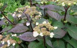 Lady In Red Hydrangea - 3 Gallon Pot -Good Housekeeping Shop Hydrangea Lady In Red Budded