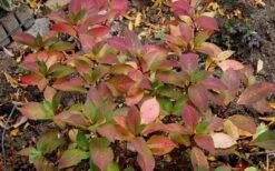 Lady In Red Hydrangea - 3 Gallon Pot -Good Housekeeping Shop Hydrangea Lady In Red Fall Foliage Leaf Color