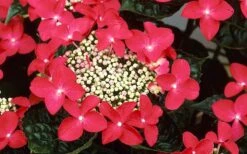 Lady In Red Hydrangea - 3 Gallon Pot -Good Housekeeping Shop Hydrangea Lady In Red Flower Closeup