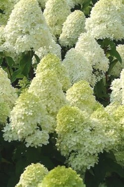 Limelight PeeGee Hydrangea - 2.5 Gallon Pot -Good Housekeeping Shop Hydrangea Limelight 107 1