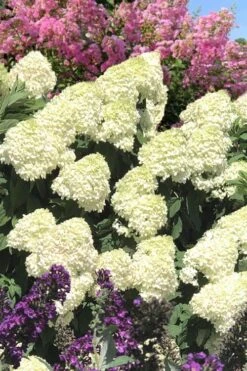 Limelight PeeGee Hydrangea - 2.5 Gallon Pot -Good Housekeeping Shop Hydrangea Limelight 110 1