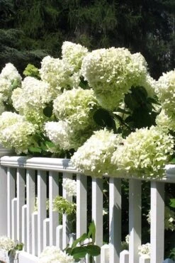 Limelight PeeGee Hydrangea - 2.5 Gallon Pot -Good Housekeeping Shop Hydrangea Limelight 21 1