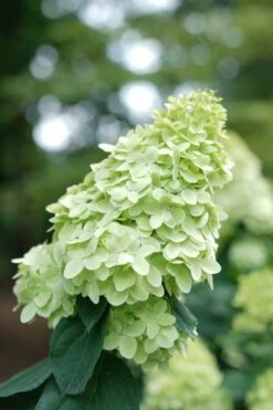 Limelight Prime Hydrangea - 2 Gallon Pot -Good Housekeeping Shop Hydrangea Limelight Prime 1 1