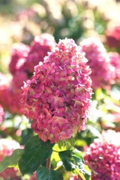 Limelight Prime Hydrangea - 3 Gallon Pot