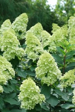 Limelight Prime Hydrangea - 2 Gallon Pot -Good Housekeeping Shop Hydrangea Limelight Prime 4 1