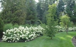 Limelight PeeGee Hydrangea - 2.5 Gallon Pot -Good Housekeeping Shop Hydrangea Limelight hedge natural 1
