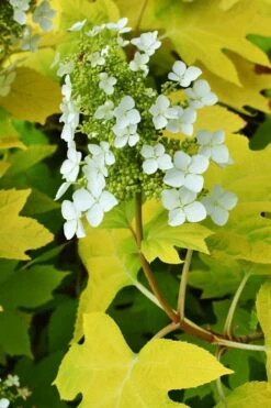 Little Honey Oakleaf Hydrangea - 1 Gallon Pot -Good Housekeeping Shop Hydrangea Little Honey 3