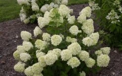 Little Lime Hydrangea - 1 Gallon Pot -Good Housekeeping Shop Hydrangea Little Lime 1 1