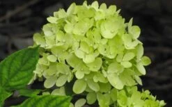 Little Lime Hydrangea - 3 Pack Of Quart Pots -Good Housekeeping Shop Hydrangea Little Lime