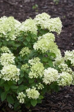 Little Lime Hydrangea - 1 Gallon Pot