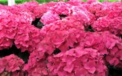 Merritts Supreme Hydrangea - 1 Gallon Pot -Good Housekeeping Shop Hydrangea Merrits Supreme Pink 12 1