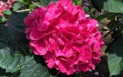 Merritts Supreme Hydrangea - 3 Gallon Pot -Good Housekeeping Shop Hydrangea Merrits Supreme Pink 13