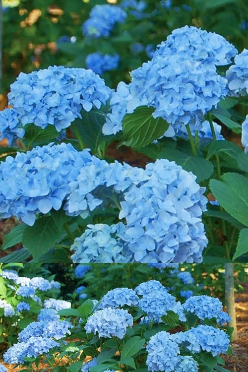 Mini Penny Hydrangea - 1 Gallon Pot 1 Mini Penny Hydrangea - 1 Gallon Pot