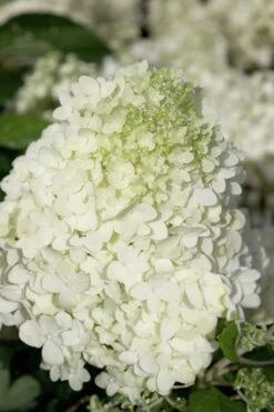 Moon Dance Hydrangea - 2 Gallon Pot -Good Housekeeping Shop Hydrangea Moon Dance 2