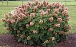 Munchkin Dwarf Oakleaf Hydrangea - 2 Gallon Pot 13 Munchkin Dwarf Oakleaf Hydrangea - 2 Gallon Pot -Good Housekeeping Shop Hydrangea Munchkin 1