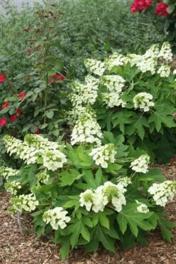 Munchkin Dwarf Oakleaf Hydrangea - 1 Gallon Pot 11 Munchkin Dwarf Oakleaf Hydrangea - 1 Gallon Pot -Good Housekeeping Shop Hydrangea Munchkin 11