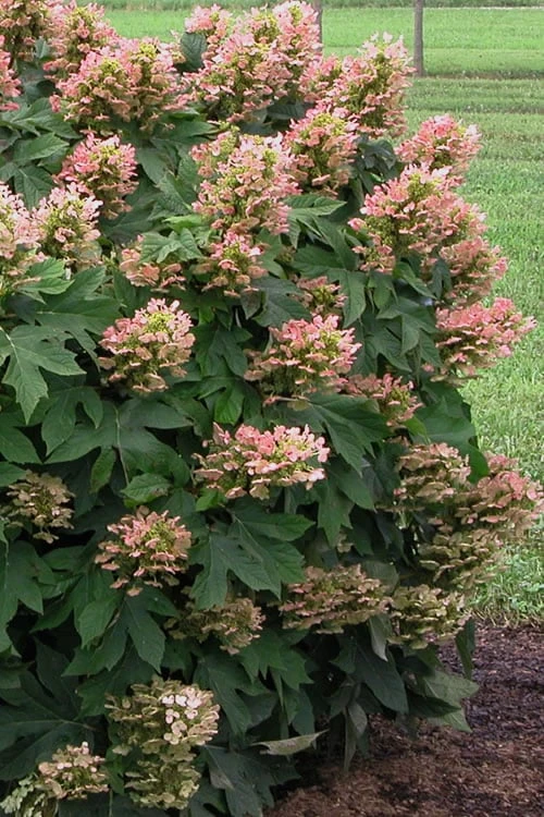 Munchkin Dwarf Oakleaf Hydrangea - 1 Gallon Pot 5 Munchkin Dwarf Oakleaf Hydrangea - 1 Gallon Pot - Image 5