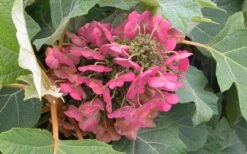Munchkin Dwarf Oakleaf Hydrangea - 1 Gallon Pot 14 Munchkin Dwarf Oakleaf Hydrangea - 1 Gallon Pot -Good Housekeeping Shop Hydrangea Munchkin Bloom Closeup