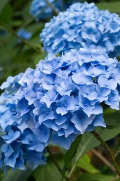 Nikko Blue Hydrangea - 3 Gallon Pot -Good Housekeeping Shop Hydrangea Nikko Blue 10