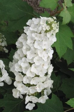 Alice Oakleaf Hydrangea - 3 Gallon Pot -Good Housekeeping Shop Hydrangea Oakleaf Alice 4