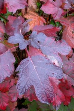 Alice Oakleaf Hydrangea - 3 Gallon Pot -Good Housekeeping Shop Hydrangea Oakleaf Alice 7