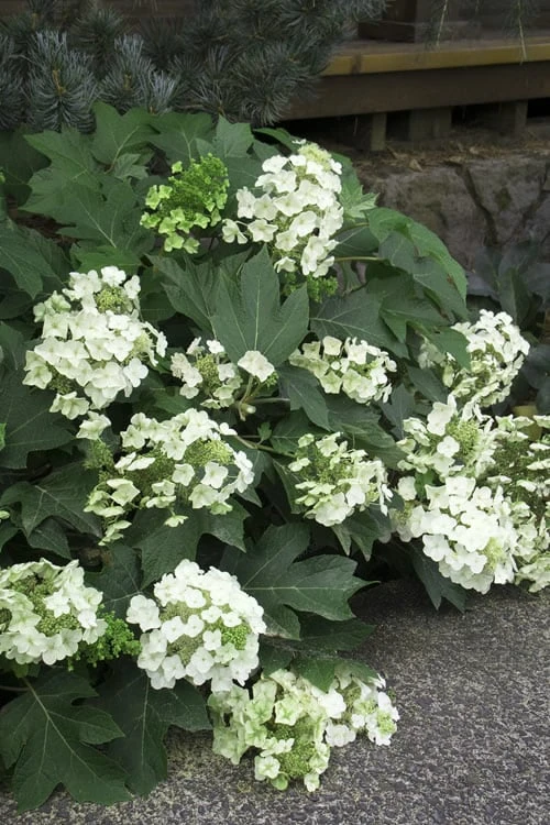 Pee Wee Dwarf Oakleaf Hydrangea - 3 Gallon Pot 7 Pee Wee Dwarf Oakleaf Hydrangea - 3 Gallon Pot - Image 7