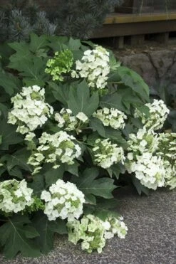 Pee Wee Dwarf Oakleaf Hydrangea - 1 Gallon Pot -Good Housekeeping Shop Hydrangea Oakleaf Pee Wee 11