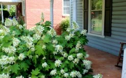 Pee Wee Dwarf Oakleaf Hydrangea - 2 Gallon Pot -Good Housekeeping Shop Hydrangea Oakleaf Pee Wee 2