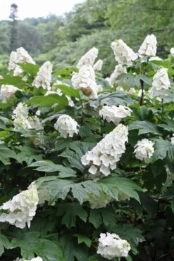 Snow Queen Oakleaf Hydrangea - 2 Gallon Pot -Good Housekeeping Shop Hydrangea Oakleaf Snow Queen 10 1