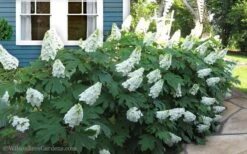 Snow Queen Oakleaf Hydrangea - 2 Gallon Pot -Good Housekeeping Shop Hydrangea Oakleaf Snow Queen 11 1
