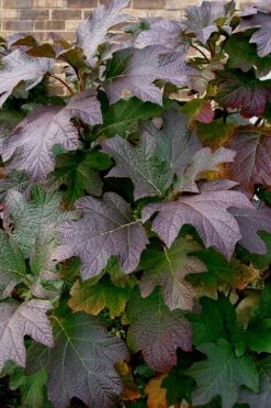Snow Queen Oakleaf Hydrangea - 1 Gallon Pot -Good Housekeeping Shop Hydrangea Oakleaf Snow Queen 3