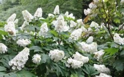 Snow Queen Oakleaf Hydrangea - 1 Gallon Pot -Good Housekeeping Shop Hydrangea Oakleaf Snow Queen 6