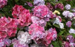 Preziosa Multi Color Hydrangea - 3 Gallon Pot 10 Preziosa Multi Color Hydrangea - 3 Gallon Pot -Good Housekeeping Shop Hydrangea Preziosa 18