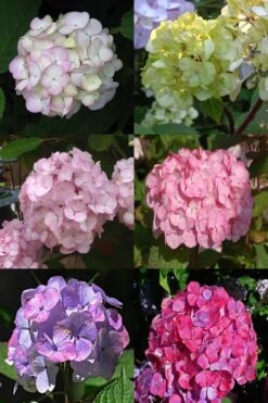 Preziosa Multi Color Hydrangea - 3 Gallon Pot 9 Preziosa Multi Color Hydrangea - 3 Gallon Pot -Good Housekeeping Shop Hydrangea Preziosa 19
