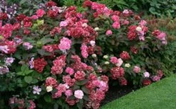 Preziosa Multi Color Hydrangea - 3 Gallon Pot 11 Preziosa Multi Color Hydrangea - 3 Gallon Pot -Good Housekeeping Shop Hydrangea Preziosa 7
